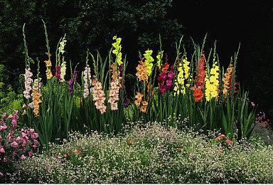 《宝可梦：朱＆紫》媒体评分解禁 M站均分77